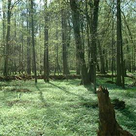 La forêt Bialowieza en Pologne accueille la plus grande population de bisons d’Europe.