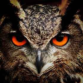 Il n’y a pas de faute d’orthographe dans : « Le hibou a hululé toute la nuit, son ululement m’a empêché de dormir. »