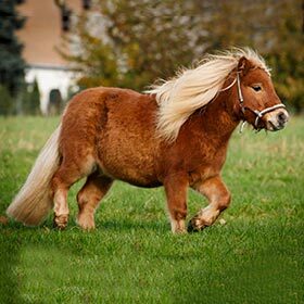 A pair of ponies can give birth to a horse.