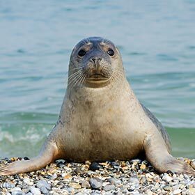 Sur la terre, les phoques se déplacent plus facilement que les otaries.