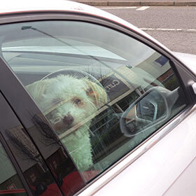 When it is 90 °F (32 °C) on the outside, it may be 160 °F (71 °C) within a car.