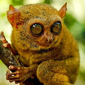The tarsier’s eyes don’t move.