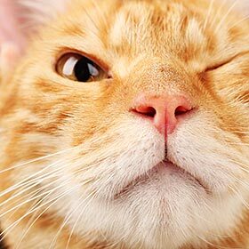 The night vision of a cat is 6 to 7 times better than that of a human.