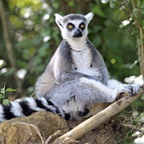 C’est à Madagascar que l’on retrouve le lémur catta.