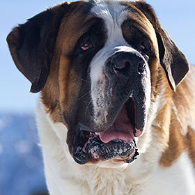 The Saint Bernard is heavier than the Great Dane.