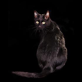 Au Moyen Âge, les chats étaient perçus comme des esprits maléfiques par les Européens.