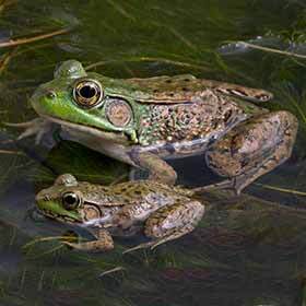 Rains of frogs really exist.
