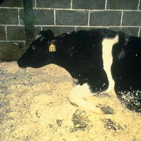 In 1996, the United Kingdom was the country most affected by mad cow disease (bovine spongiform encephalopathy).
