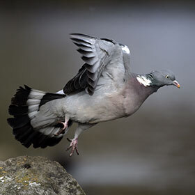 The bones of the pigeon are lighter than its feathers.