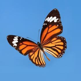 La migration du papillon monarque est de 1000 km (621 mi).