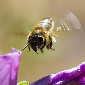 A bee beats its wings between 200 and 250 times a minute.