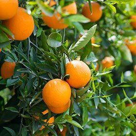 The United States of America is the world’s largest producer of oranges.