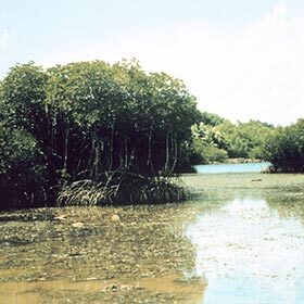 Mangroves are forests growing in saltwater areas.