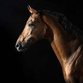 Like humans, horses do not see well at night.