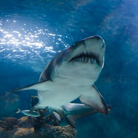 The shark’s white belly helps it camouflage itself.