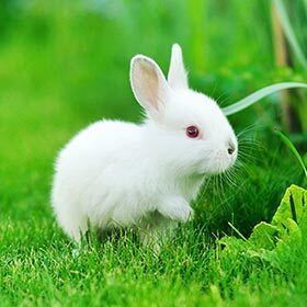 Baby hares can jump just a few hours after being born, while rabbits cannot jump until they are around 2 weeks old.