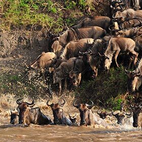 Environ 50 000 gnous meurent durant leur migration annuelle.