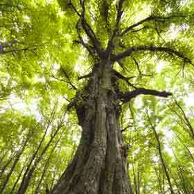 Most of the sap rises through the center of the trunk.