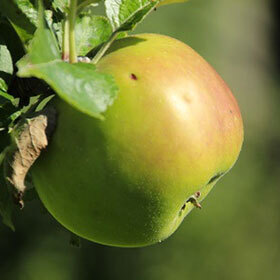 La pomme Bramley est principalement utilisée dans la fabrication de jus.