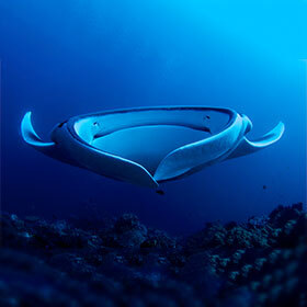 The manta ray can swallow an adult tuna in one bite.