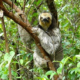 Despite its name, the sloth is not lazy.