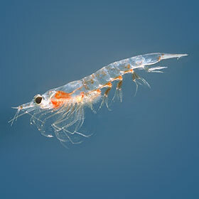 Whales detect krill through their sense of smell.