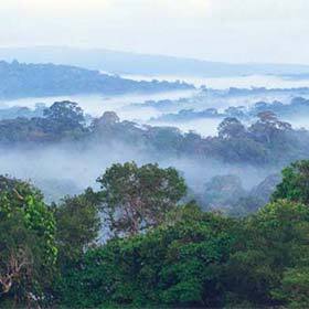 99% of French Guiana is covered with forests.