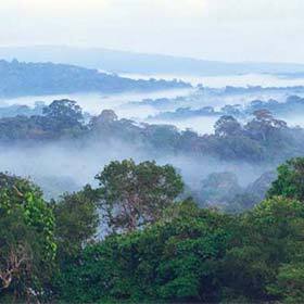 La Guyane française est recouverte à 99 % de forêts.