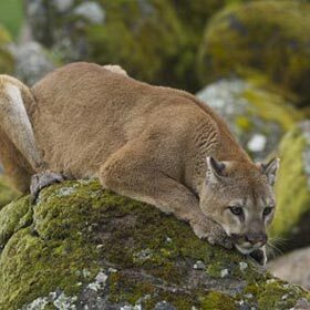 Cougars can jump to a height of 23 ft. (7 m).