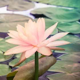 The lotus is very vulnerable to droughts.