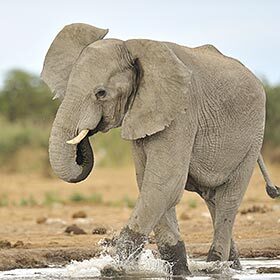 Elephants hate mud.