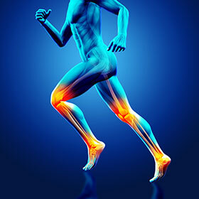 Tendons keep joints stable.