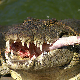 The Nile crocodile eats once a week on average.