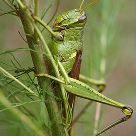 The grasshopper can jump 200 times its body length.