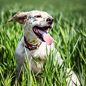 A normal adult dog’s heart beats up to 140 times per minute.