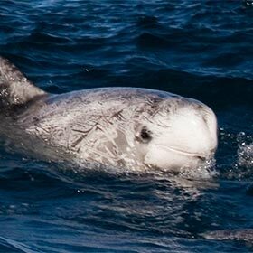 Risso’s dolphin lives mainly near the surface of the water.