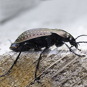To survive the winter some insects secrete glycerol, a natural antifreeze.
