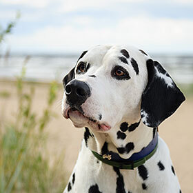 Dalmatians have extremely acute hearing.