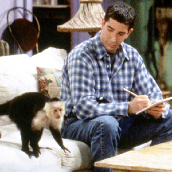 Après avoir été volé au zoo de San Diego, le singe Marcel devient une vedette de cinéma hollywoodienne.