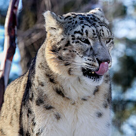 The snow leopard lives in the Himalayan mountains.