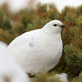The Lagopus changes color three times a year.