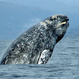 Gray whales travel more than 12,500 mi. (20,000 km) per year.