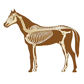 Horses usually have 205 bones.