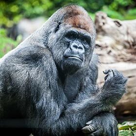 Male gorillas sleep in trees.
