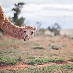 Wild dromedaries live in Australia.