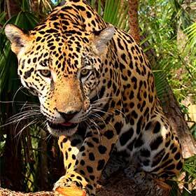 The jaguar is the largest cat to live in forests.