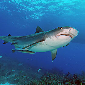 Sharks have shockproof bones.