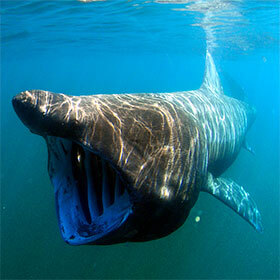 With its 32 ft. (10 m) length, the basking shark is a fearsome predator.