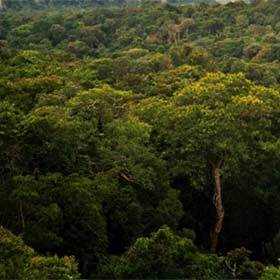 The floor of the Amazon Forest receives very little light.