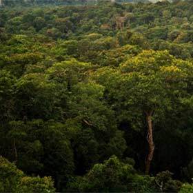 In the Amazon rainforest, trees capture about 95% of the light.